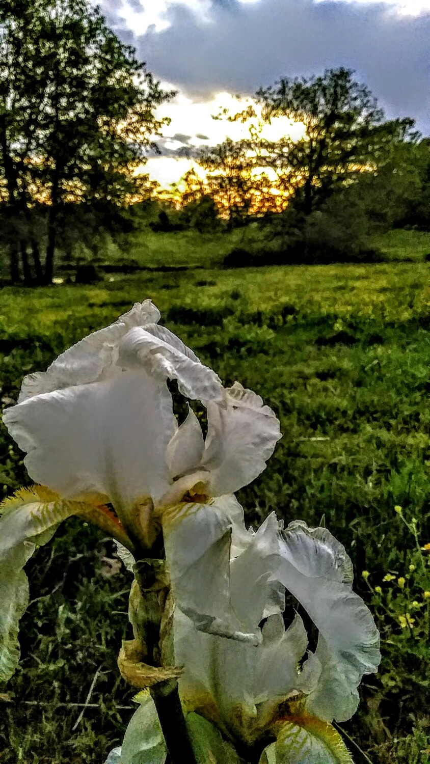 White iris at sunset