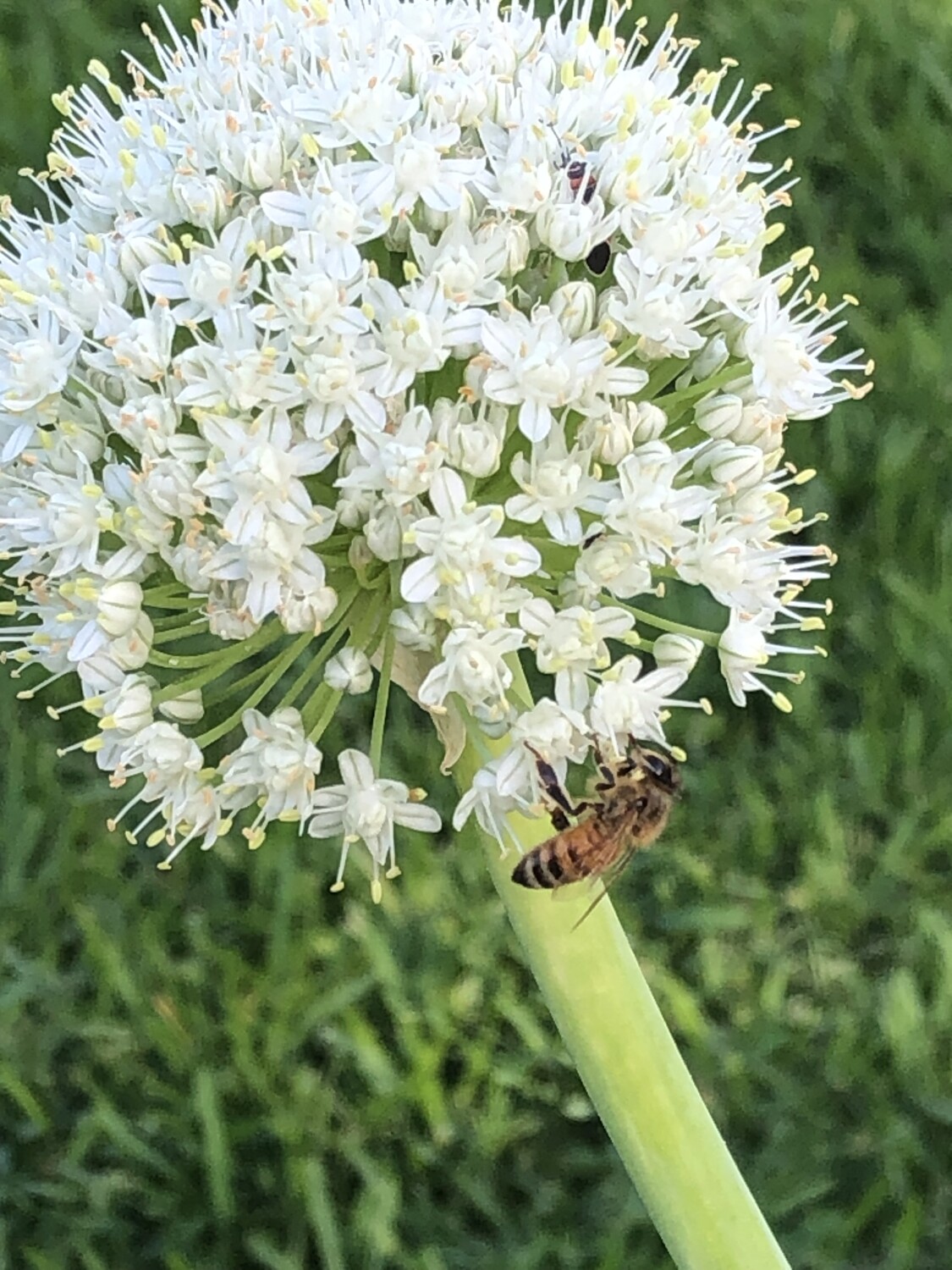 Bee on Garlic Blossom