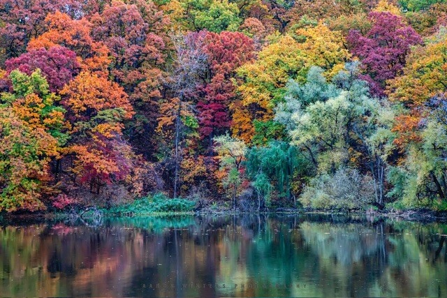 Fall in the Genesee River
