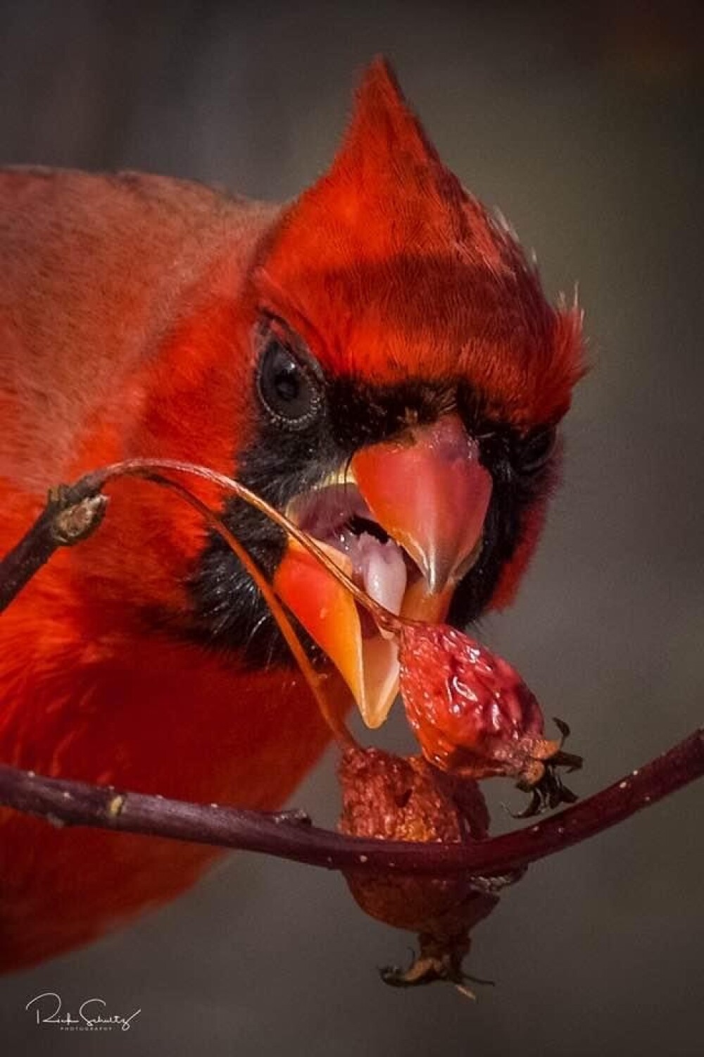 Berries for breakfast