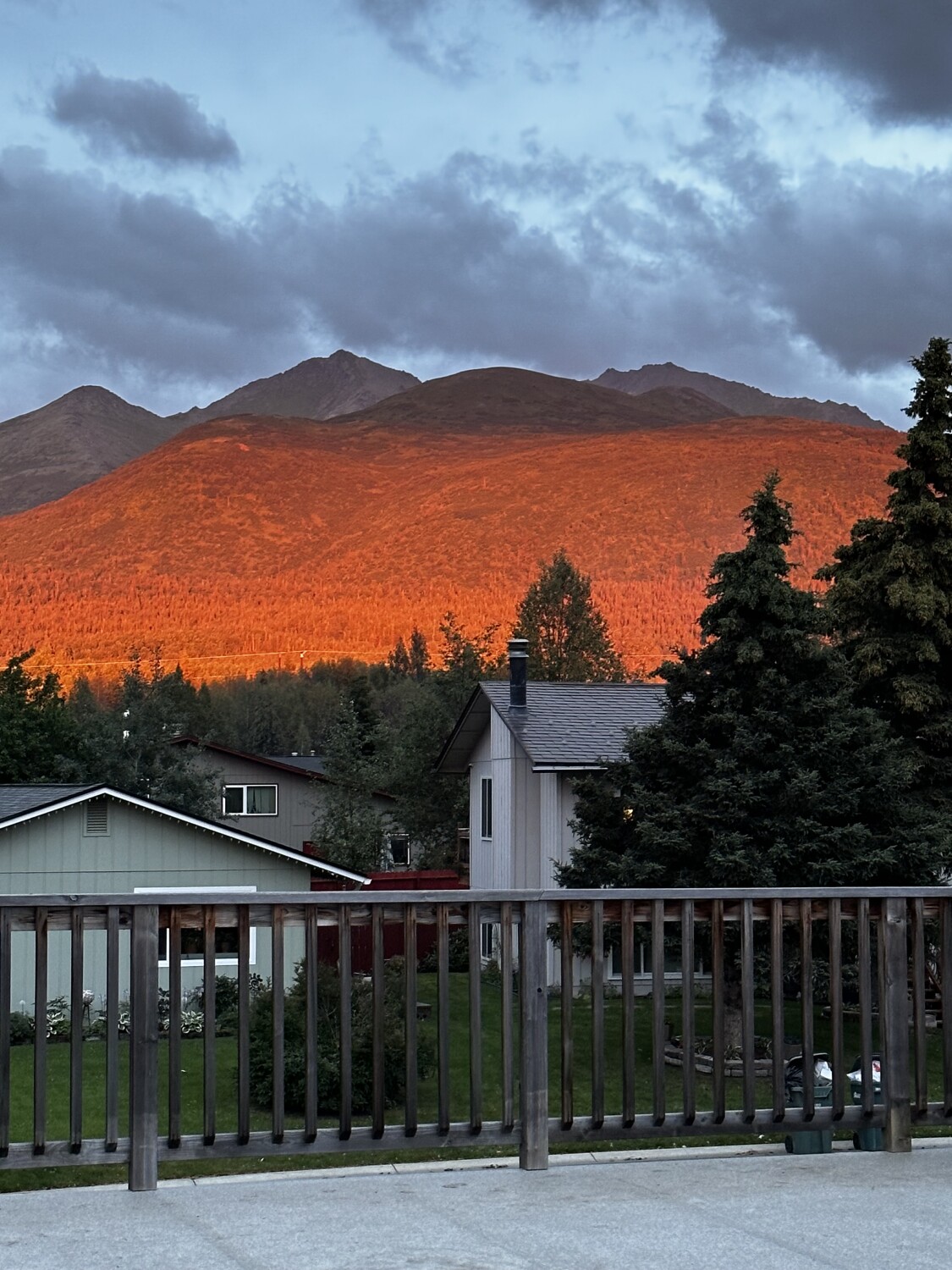 Fireweed on the mountain