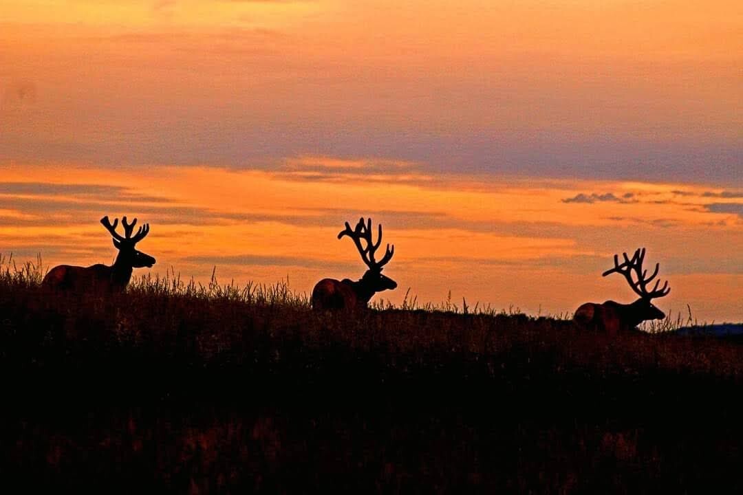 The Three Amigos at Sunset