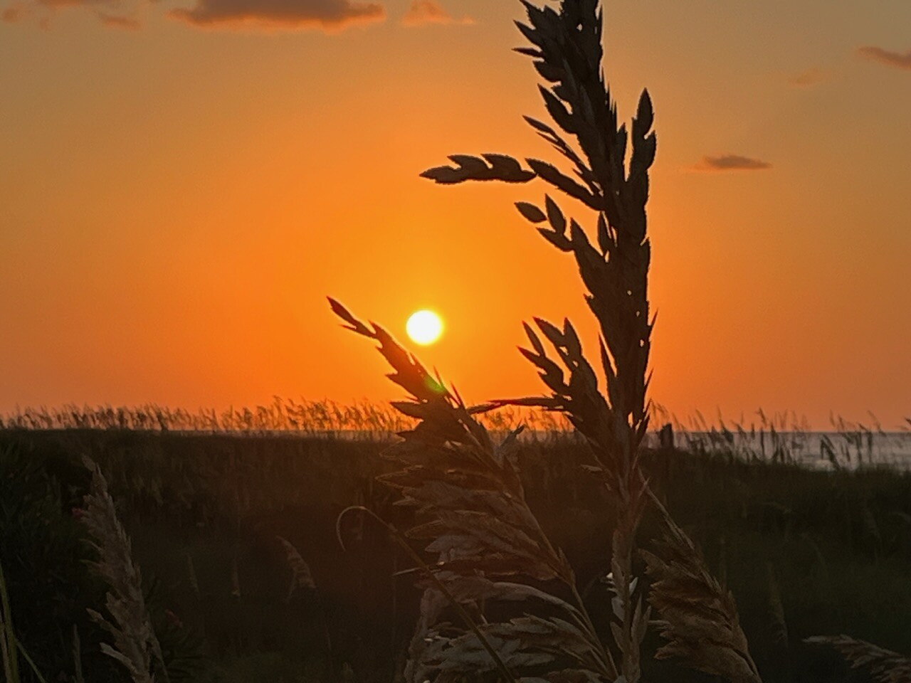 Sunrise through dune grass