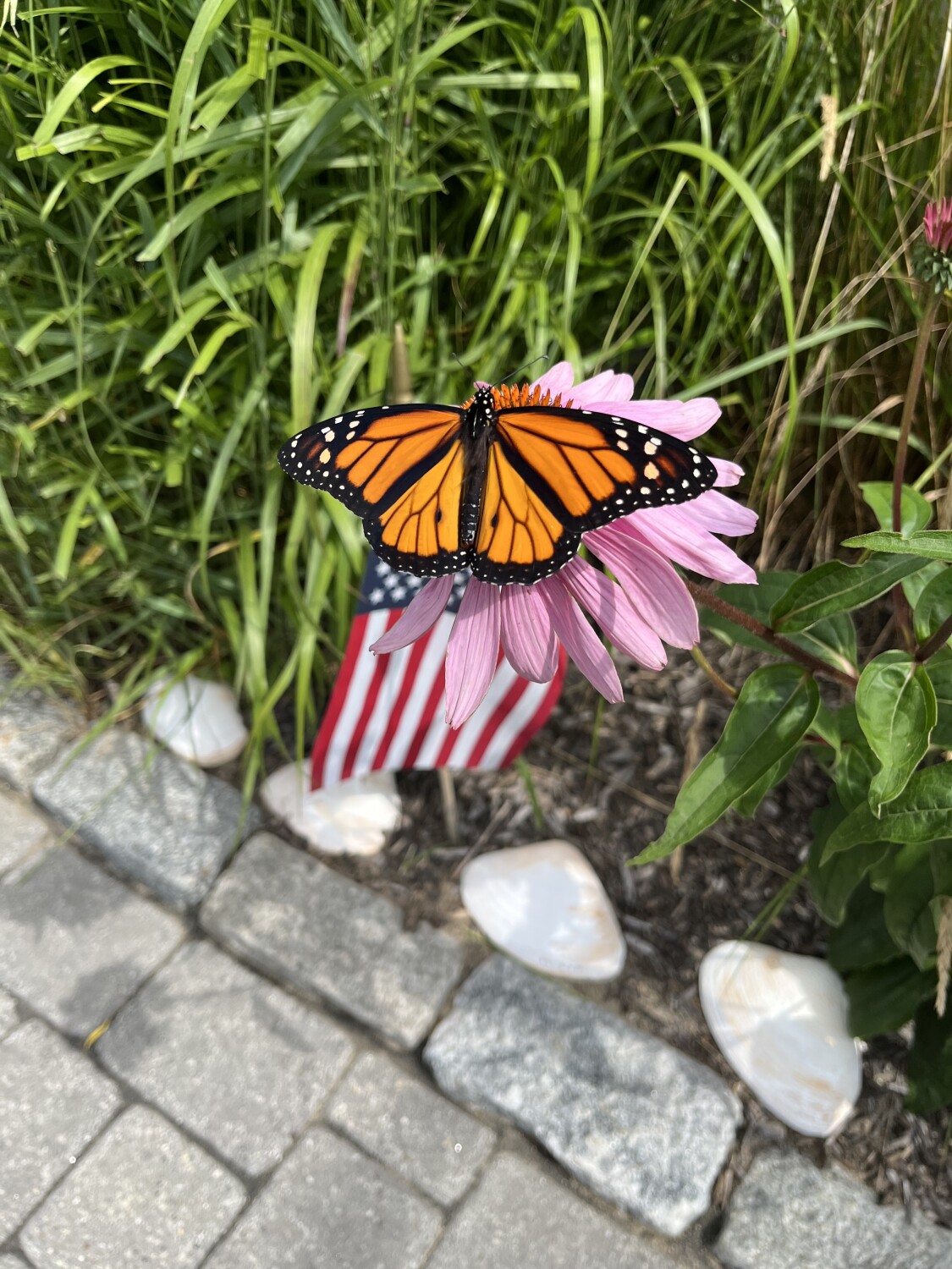 Monarch in Maine
