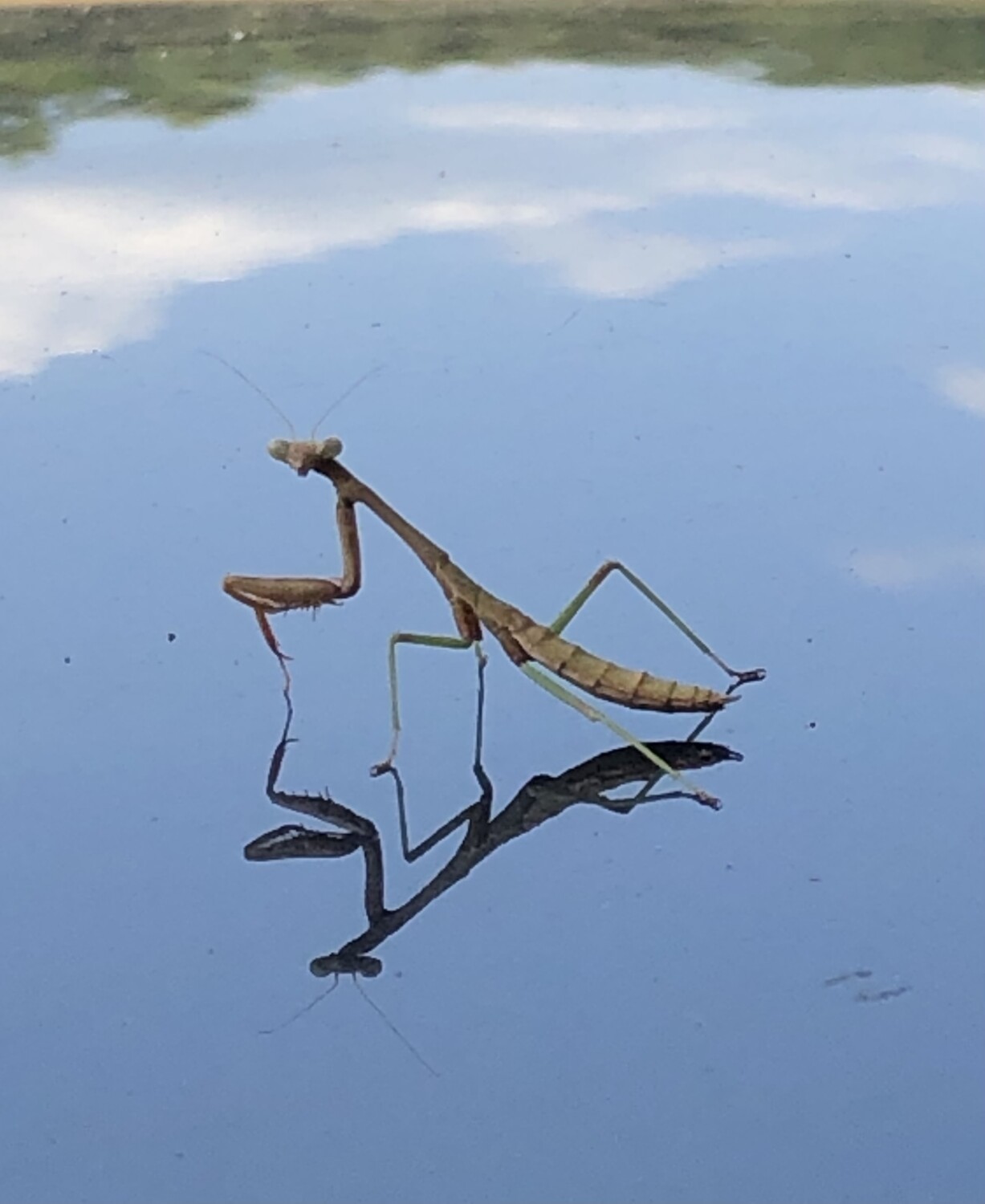 Mantis Praying He Gets A Ticket To Ride