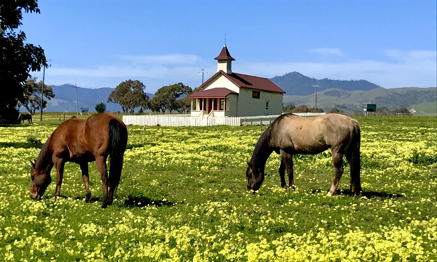 Horses, wildflowers at San Simeon old school house