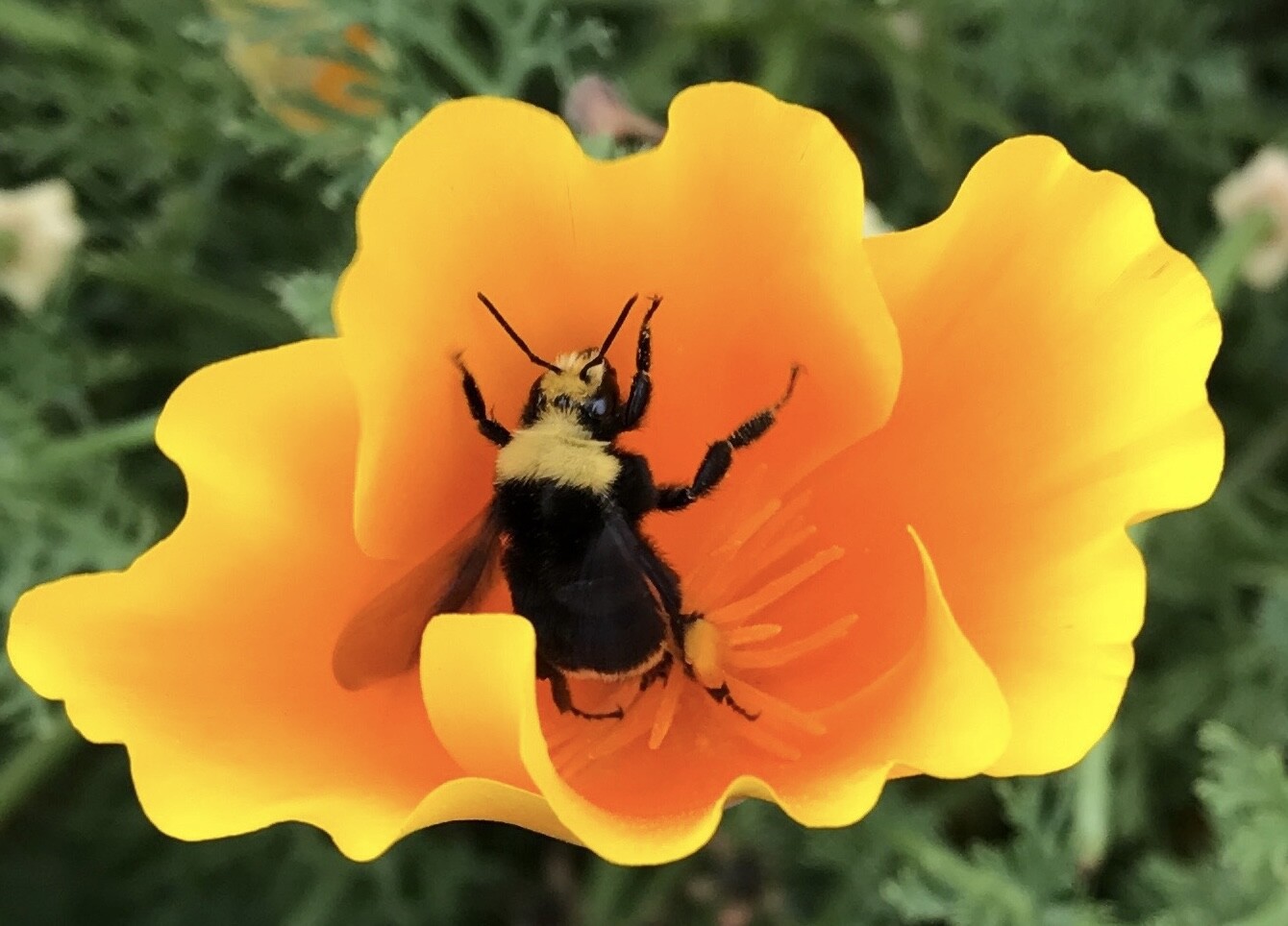 Beautiful Bumblebee