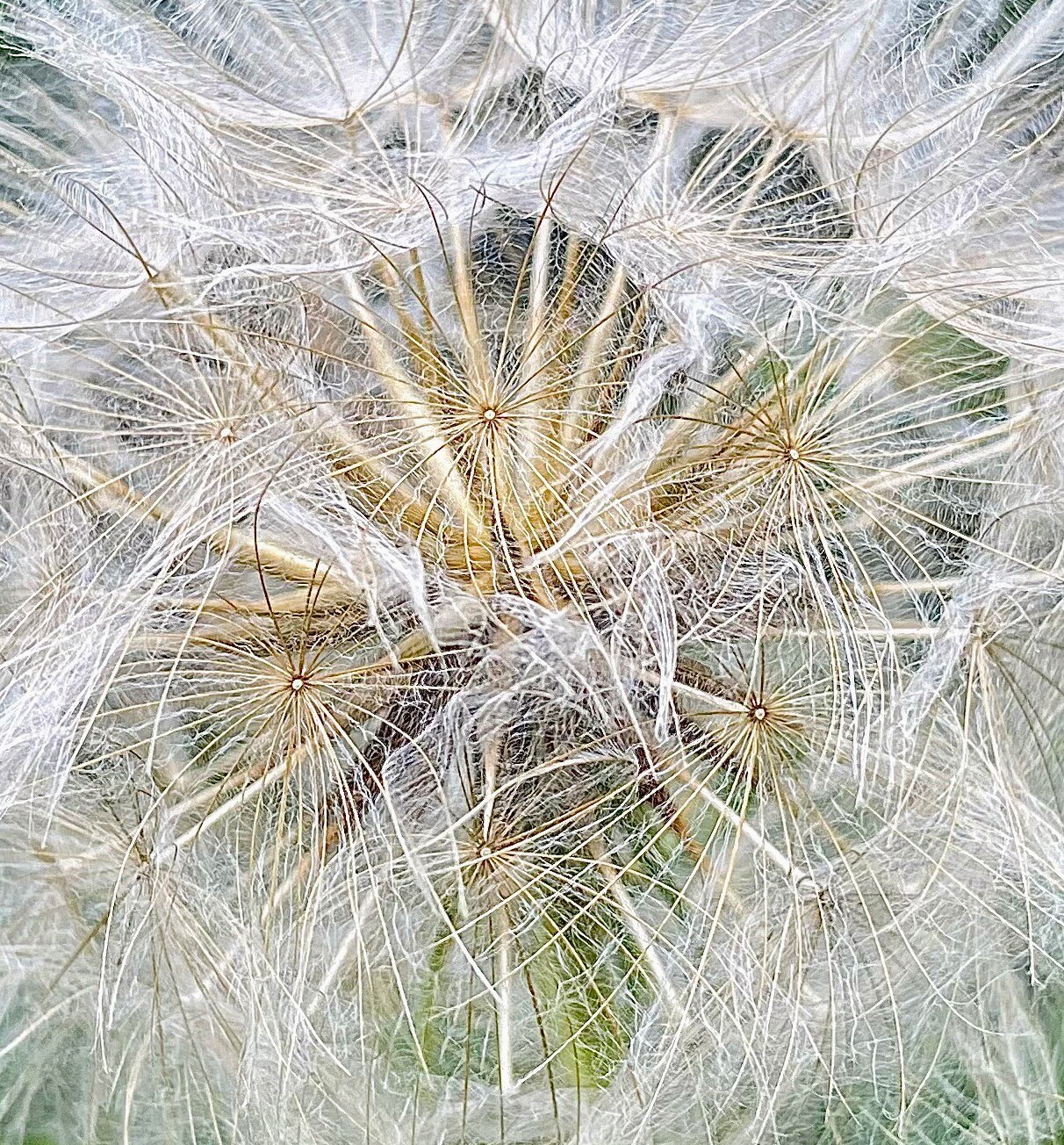 Dandelion