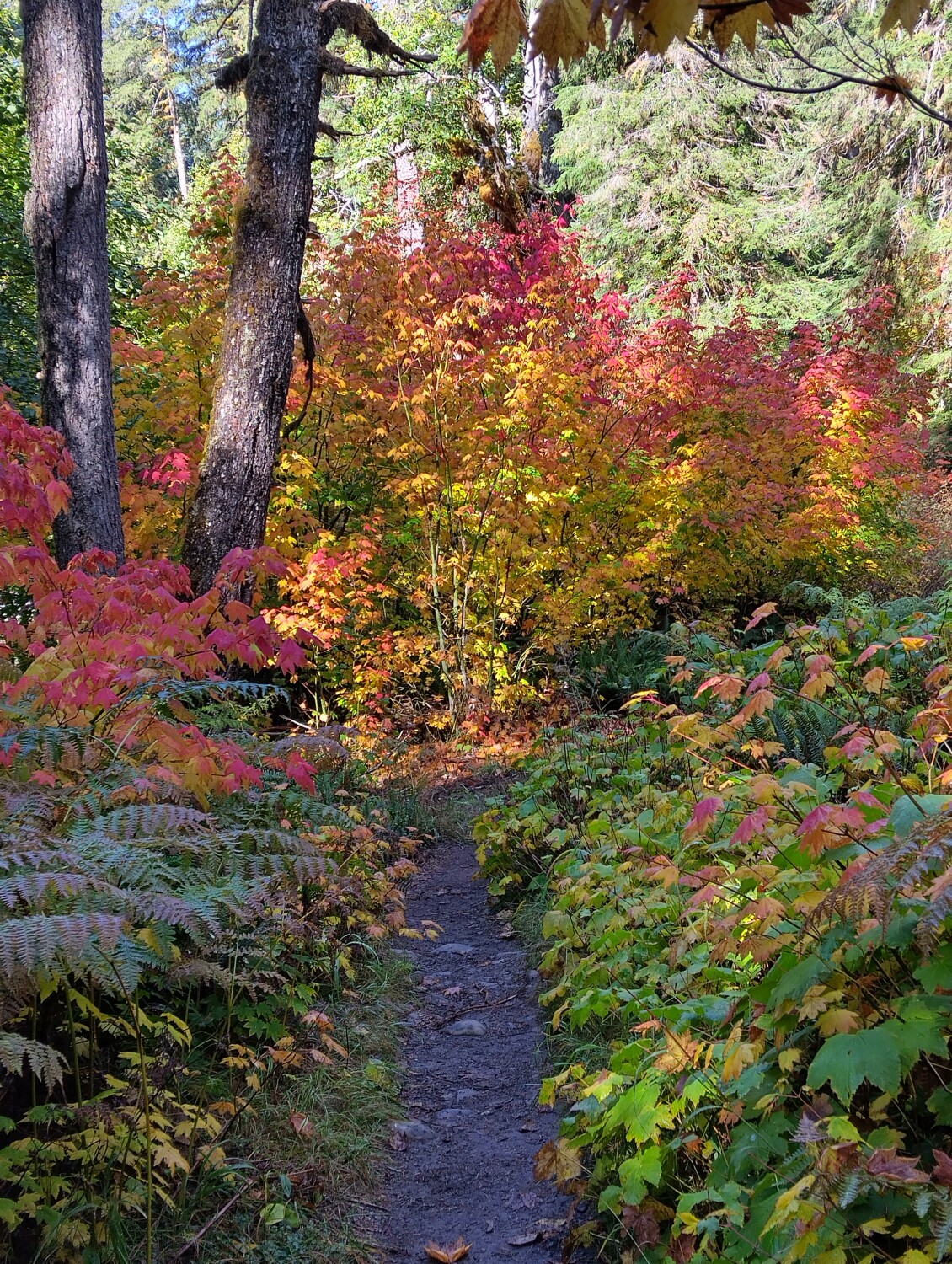 Autumn in the Forest