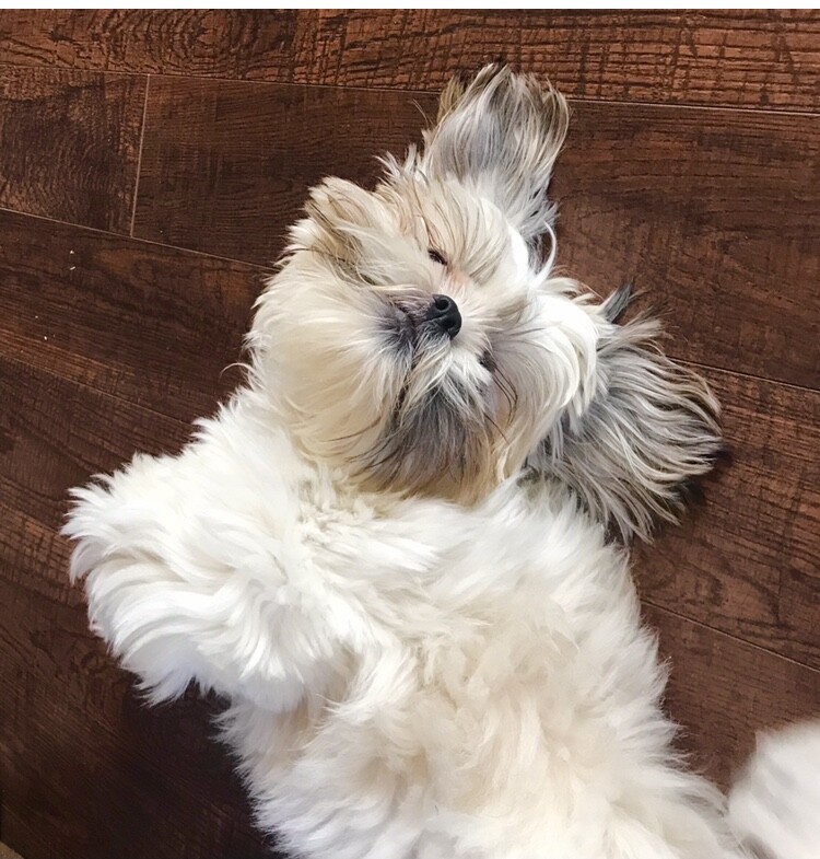 Marshmallow Shih Tzu cloud