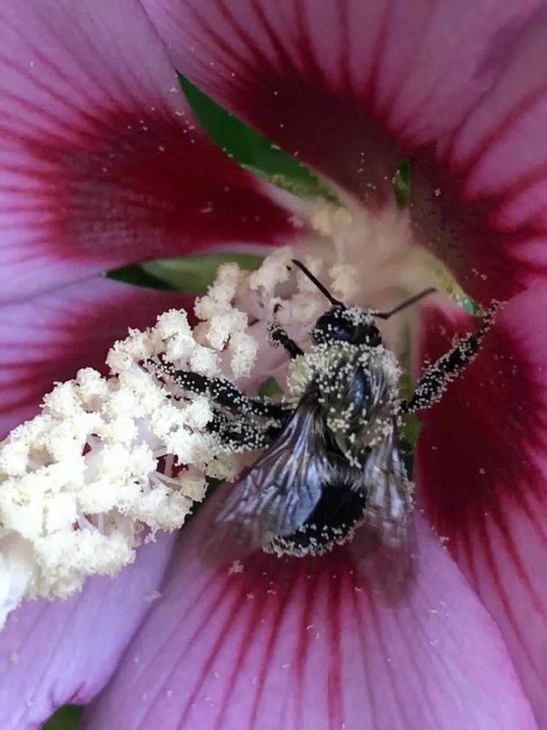 Bee Collecting Pollen