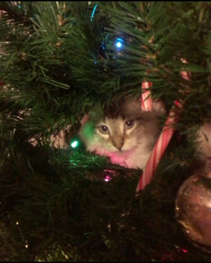 Sachi at Christmas Time