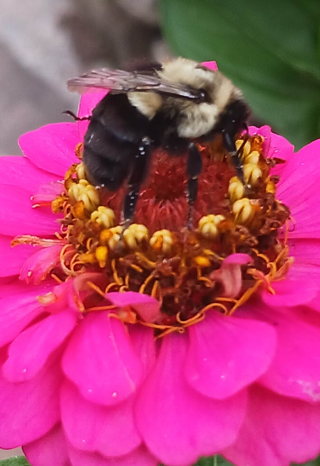 Bee on a flower