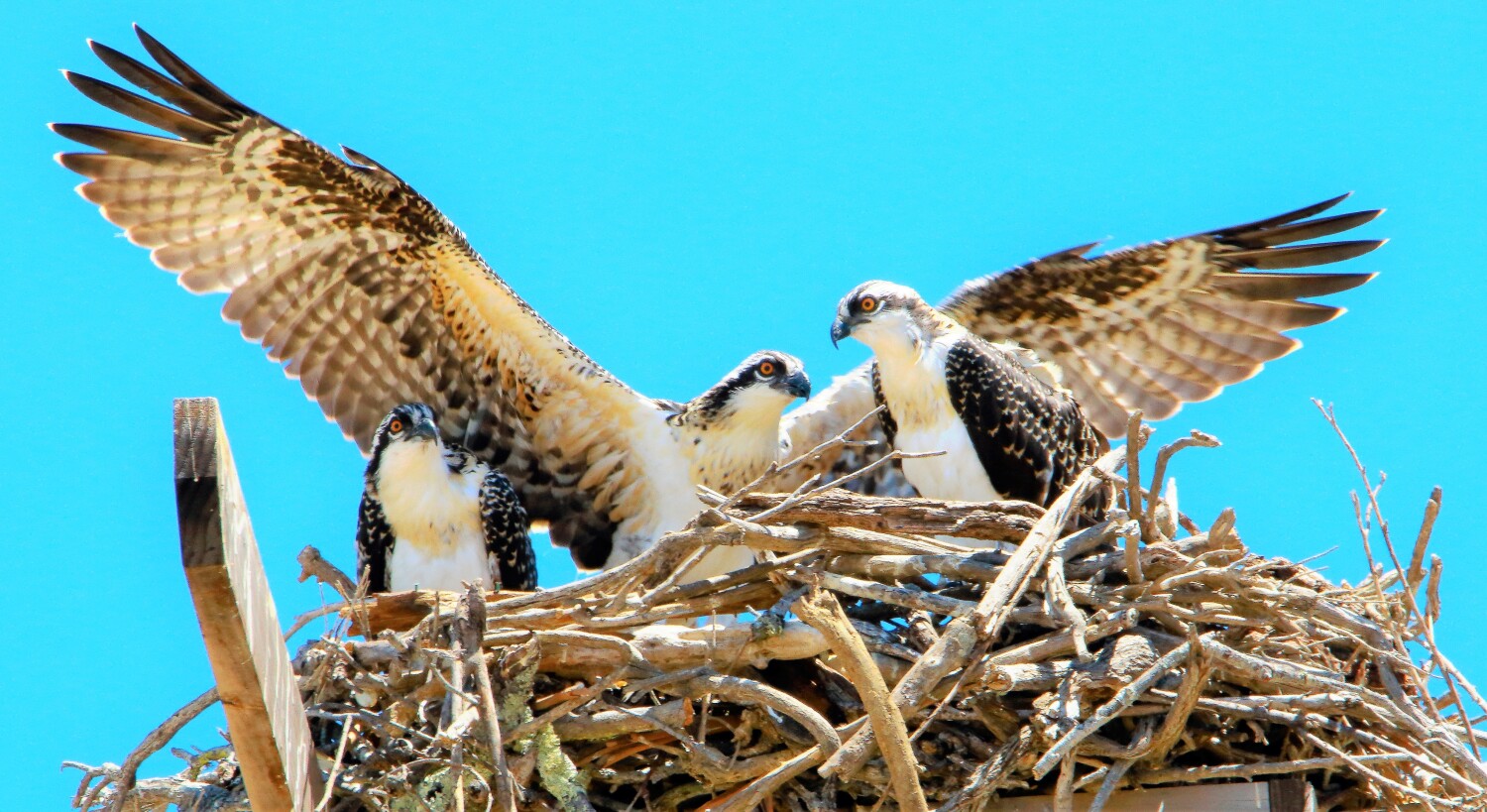 Osprey chicks on the nest