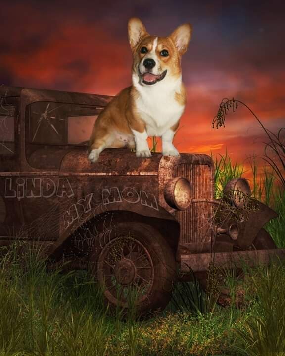 Prince Winston Niles !🐾♥️♥️