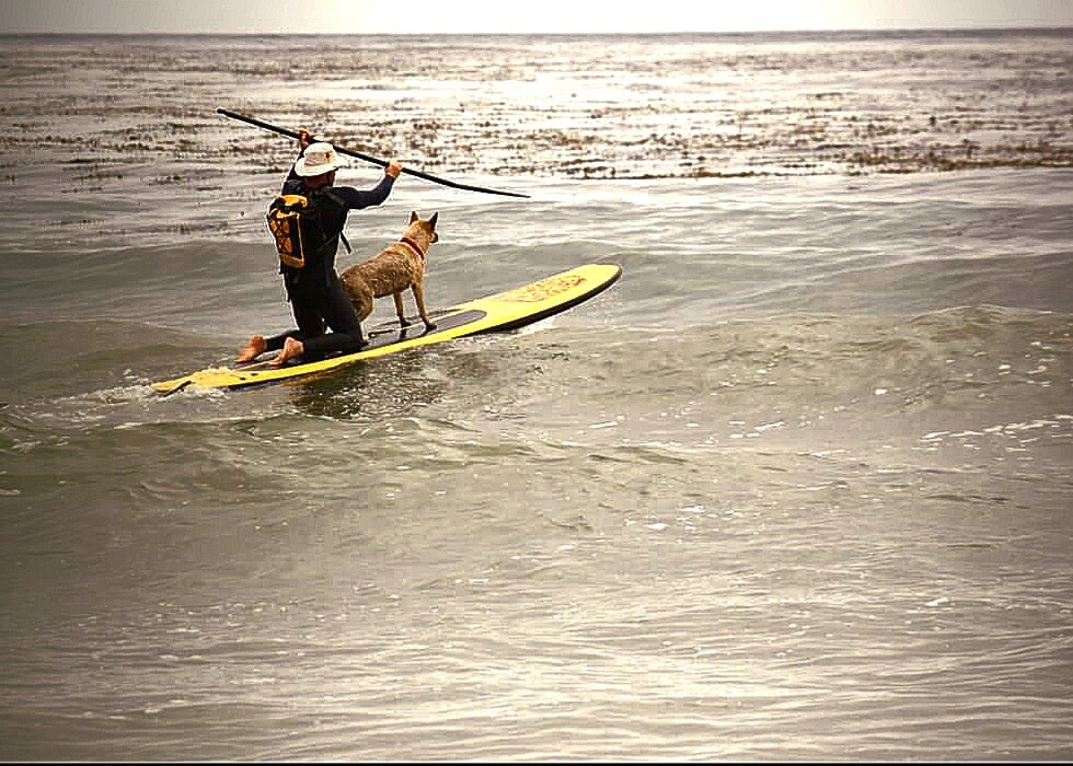 Surfs Up Paws Up