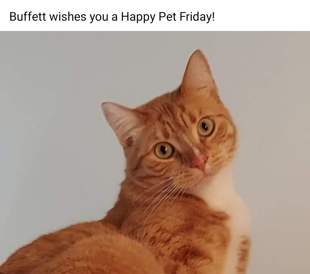Cat name Buffett.