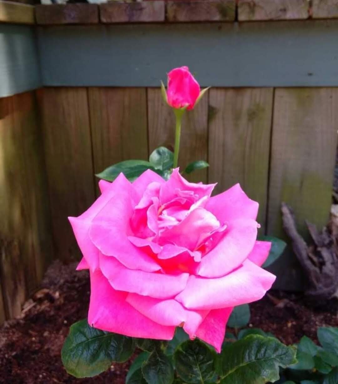 Into the garden I go ❣️