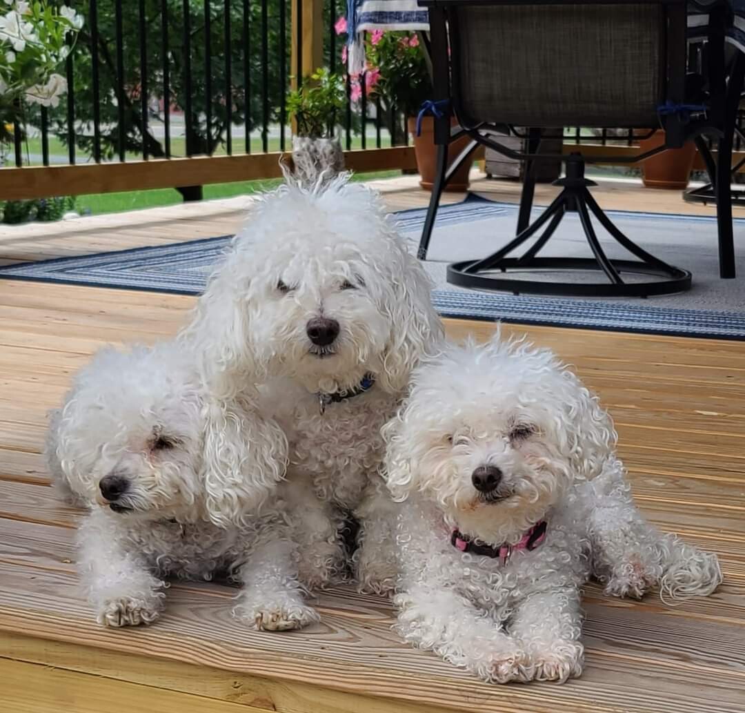 Our Bichon Puppies