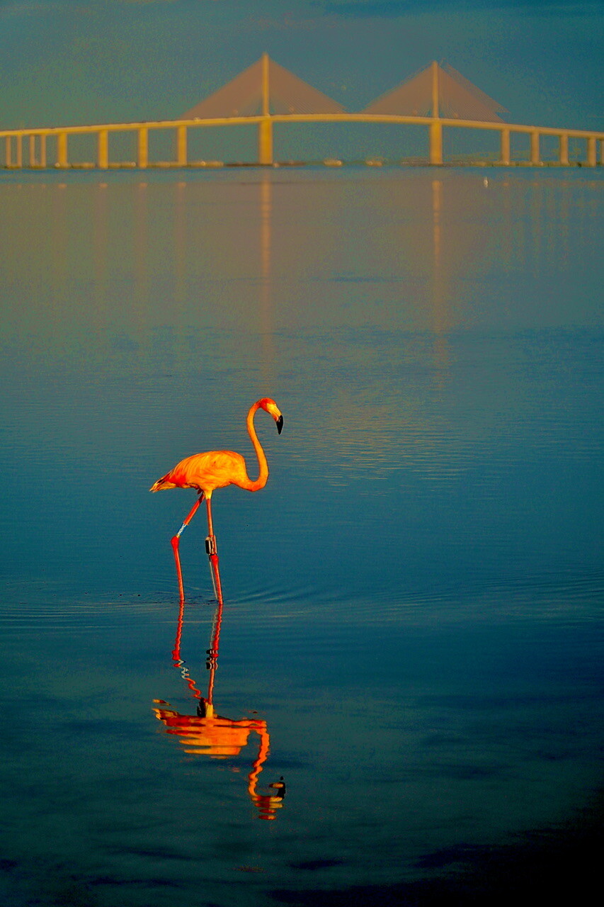 Flamingo at sunset by the Sunshine Skyway