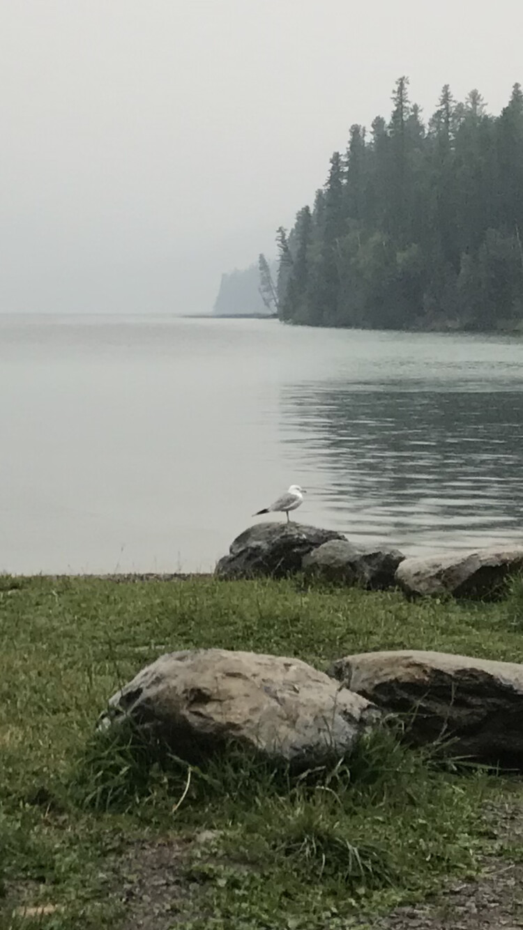 Just a bird on a rock