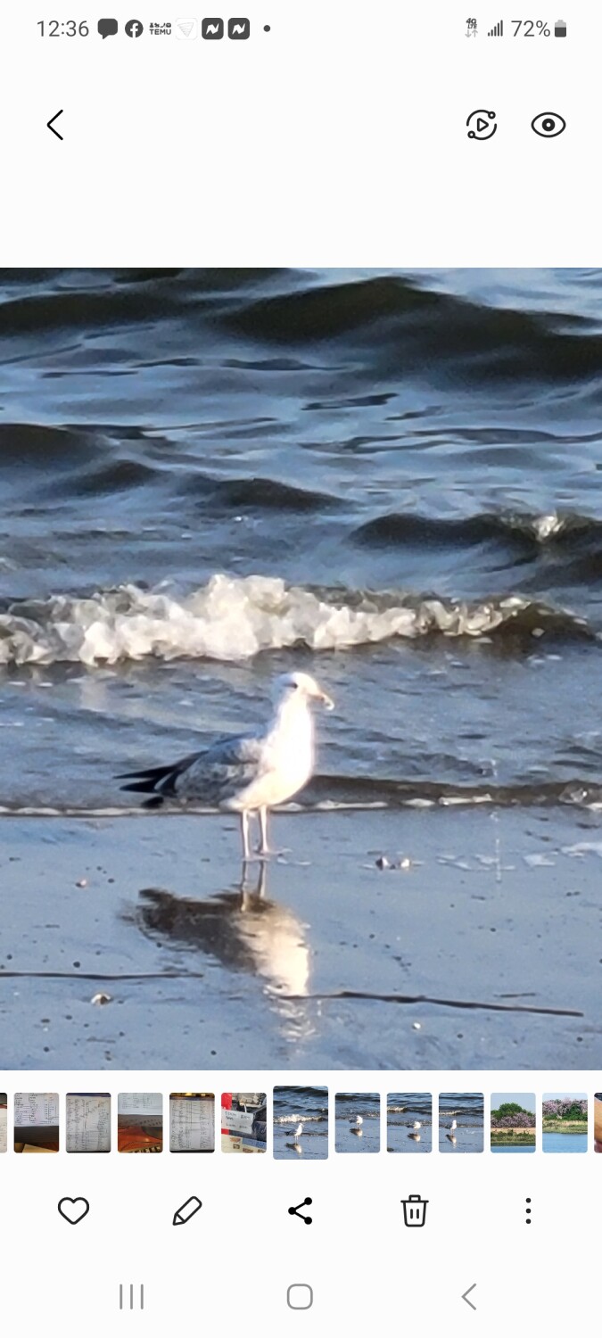 Reflection of a seagull