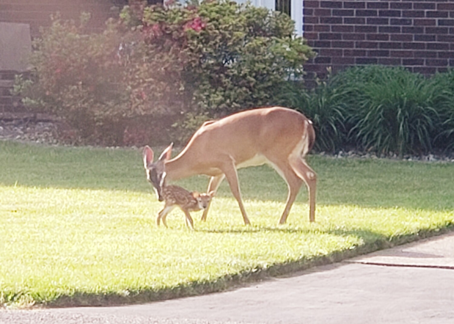 Mother and Yearling