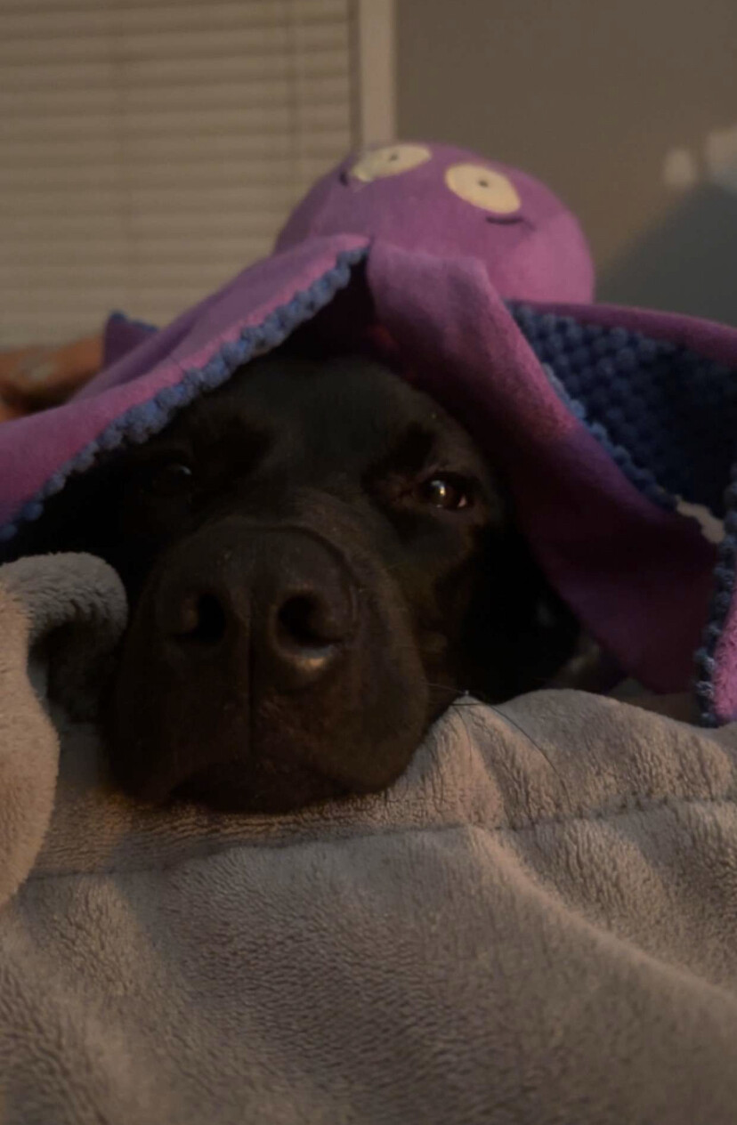 Maggie and her Octopus