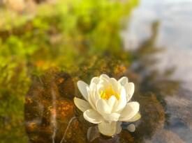 White pond Lily