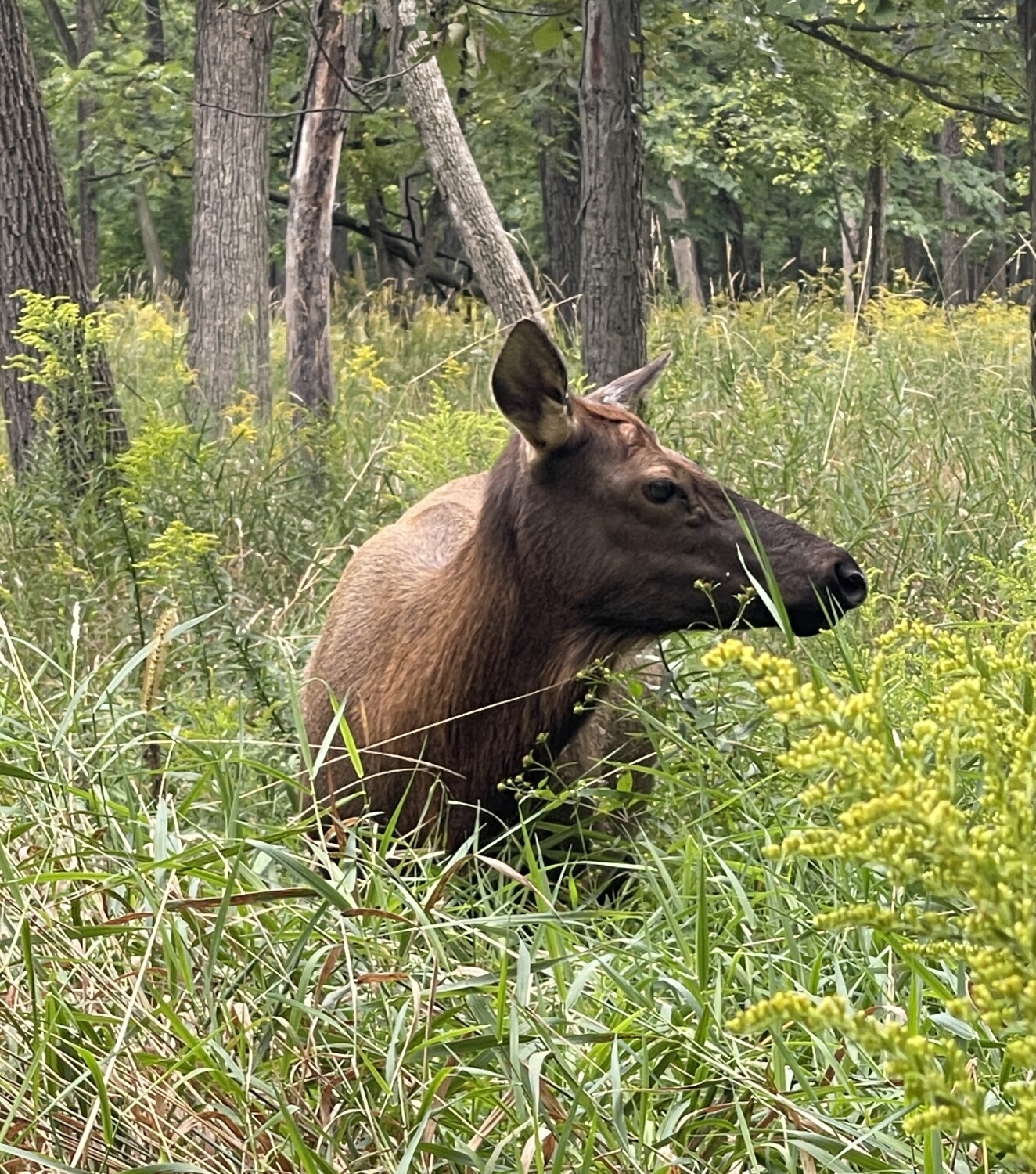 An Elk