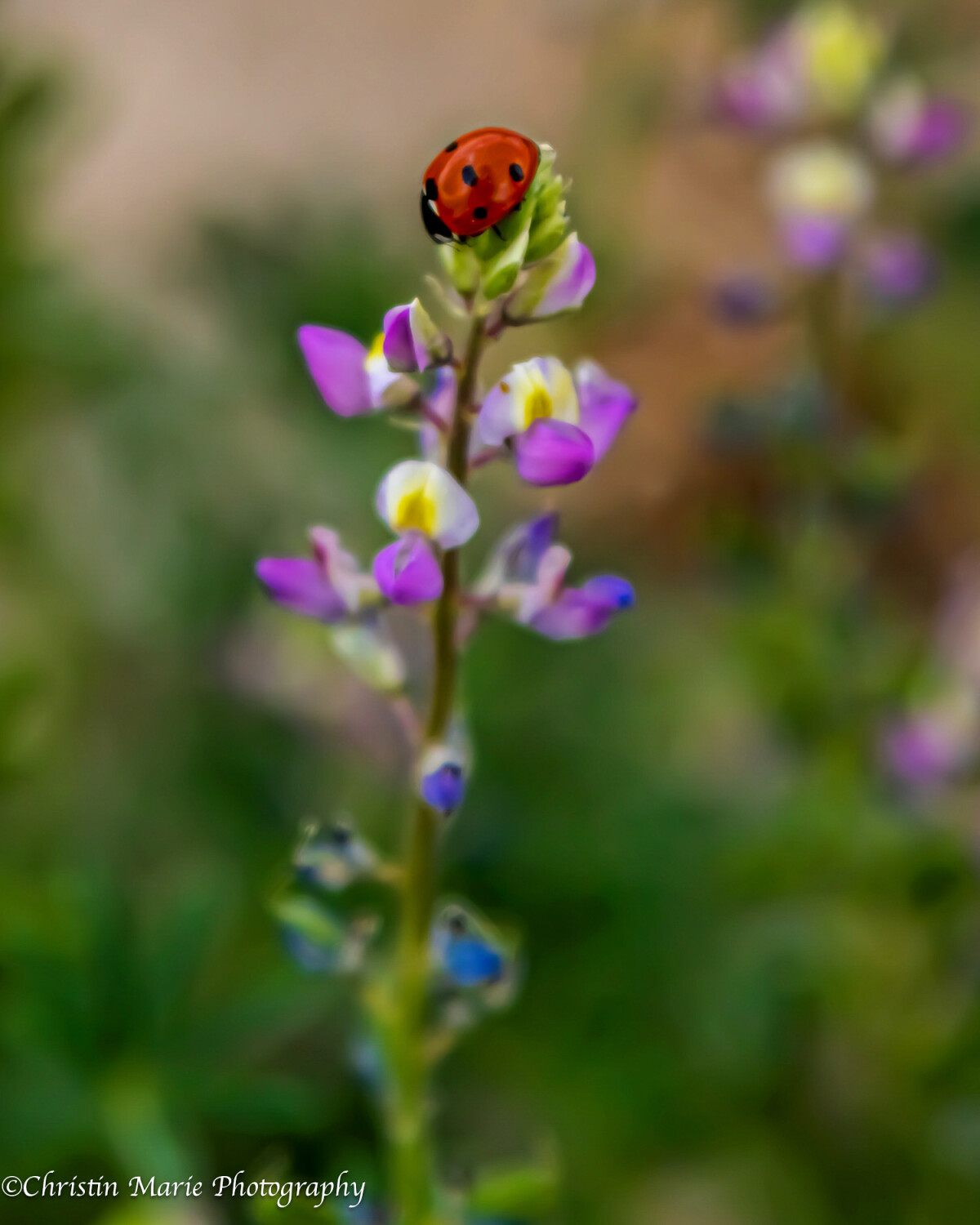 Ladybug on Lupin