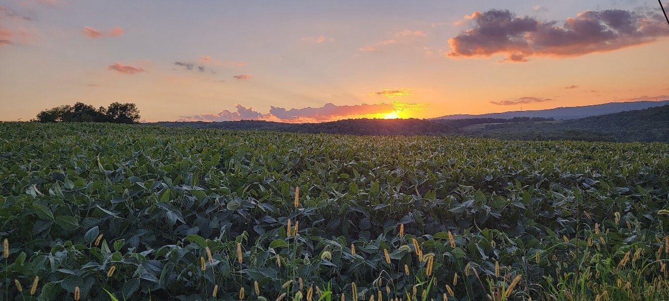 Summer evenings on the farm!