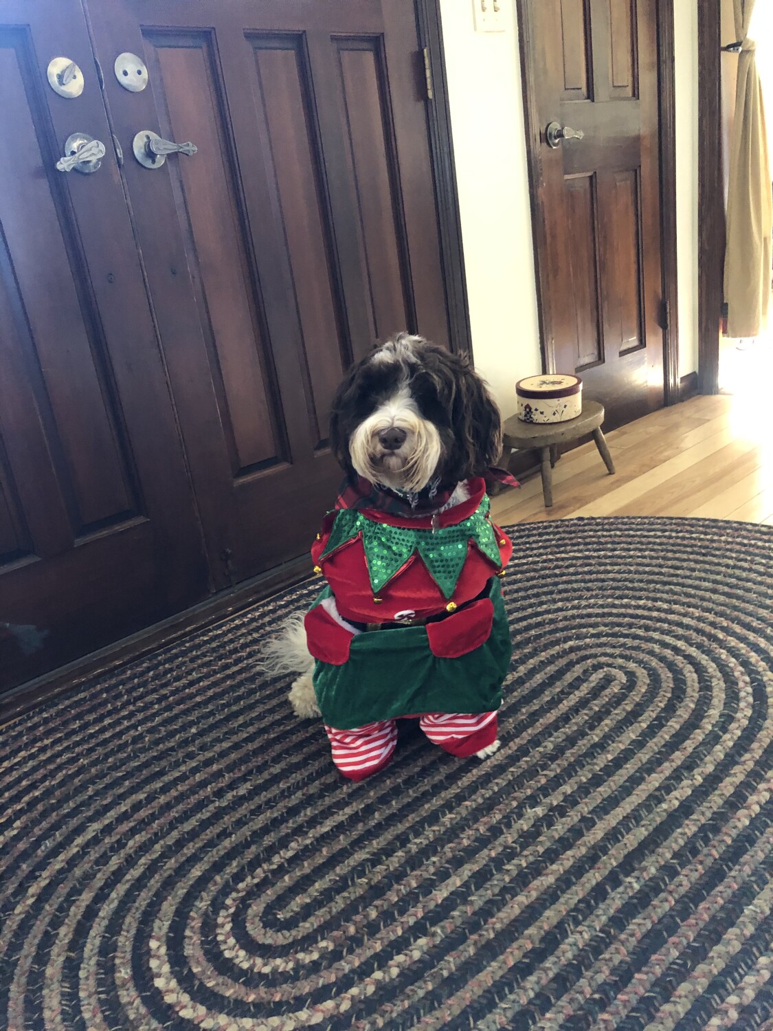 Christmas with Sadie