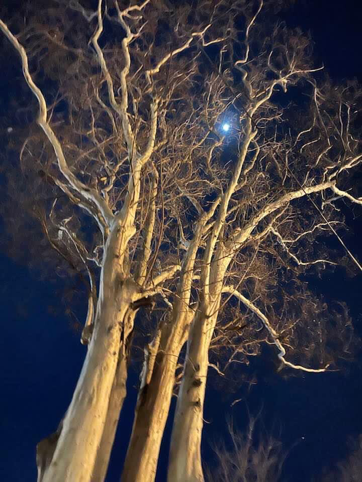 Moon through tree