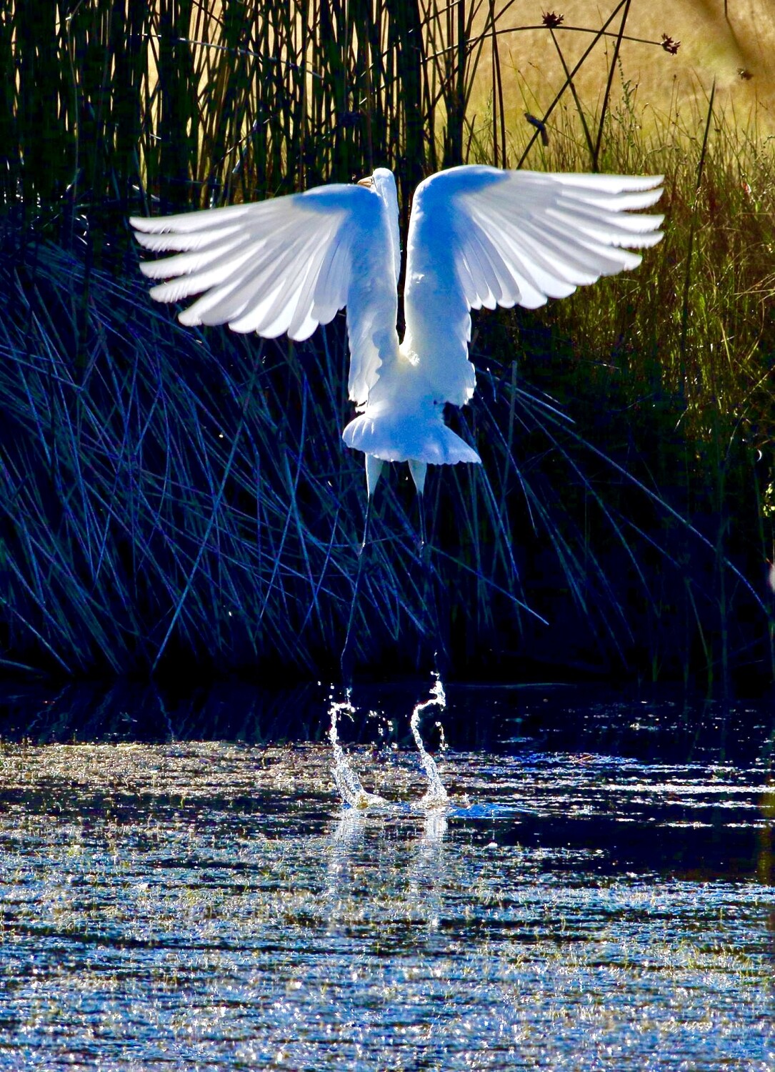 “Egret Rising”