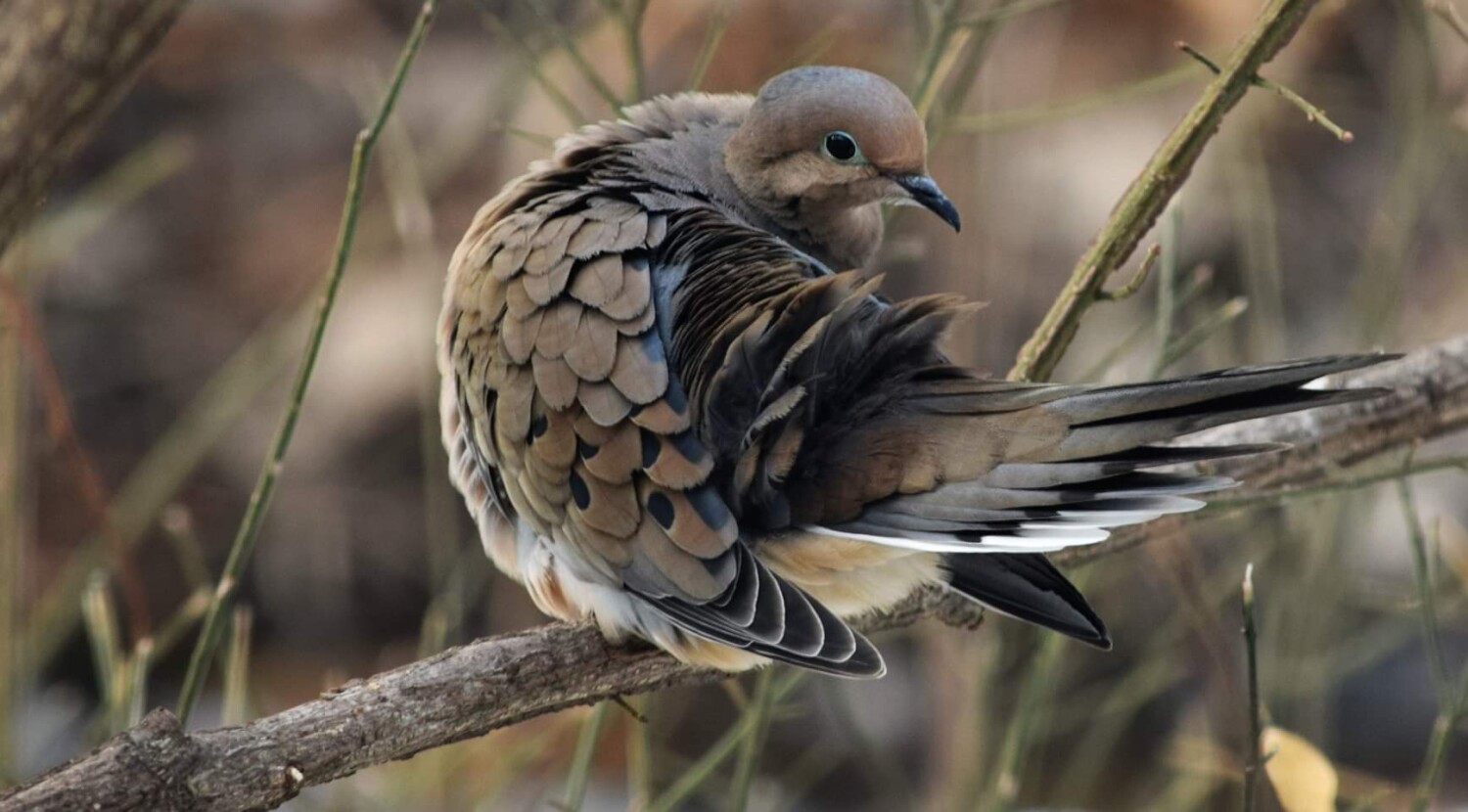 Sitting Dove