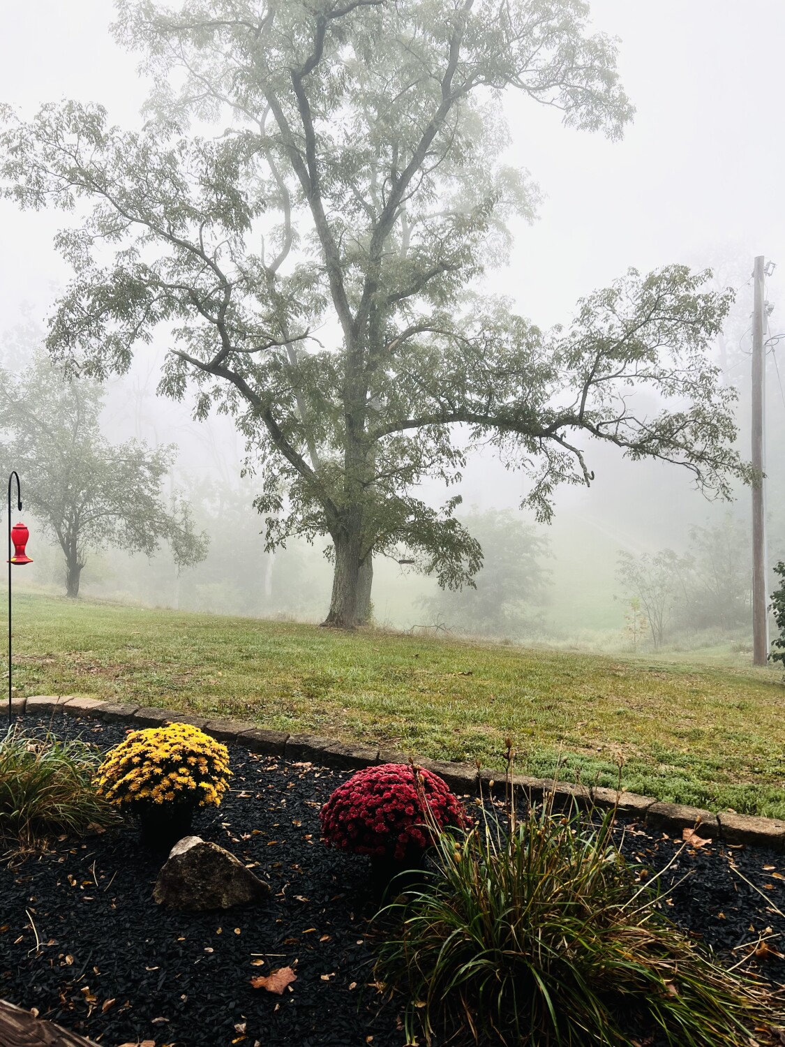 Fall Fog