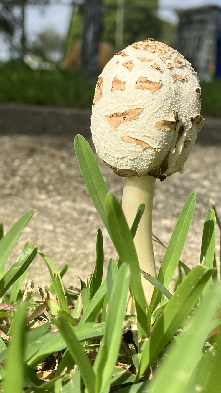 Fungus among us 🍄