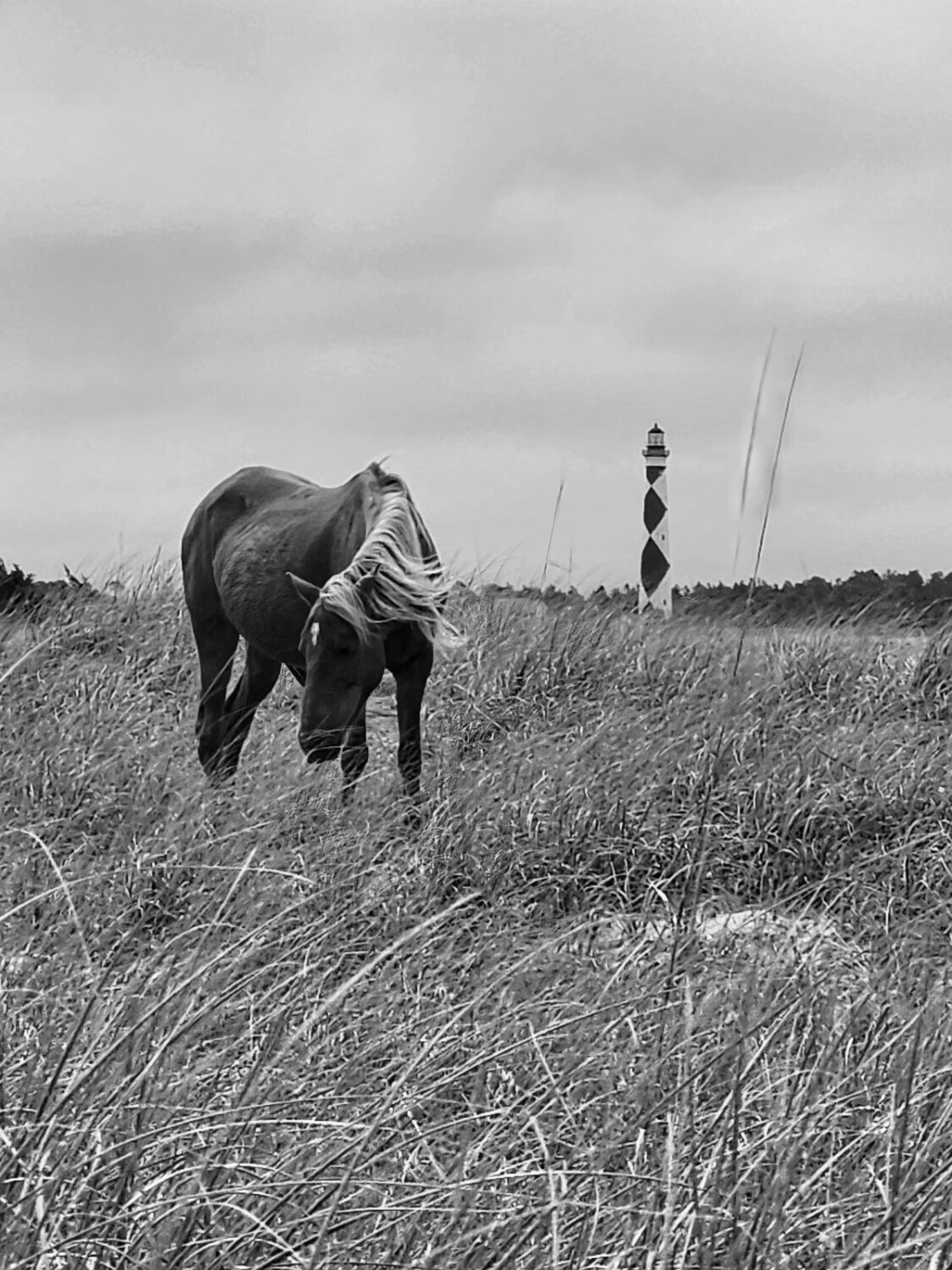 Wild Horses Of Shackleford Banks