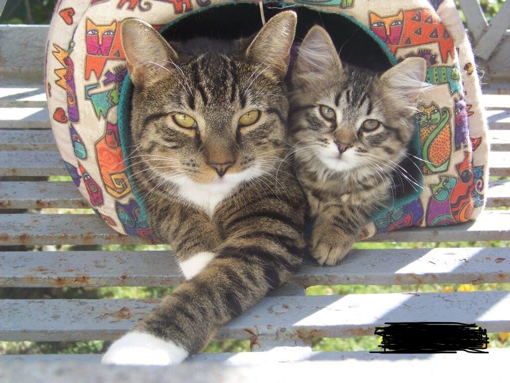 Pyewacket & Princess