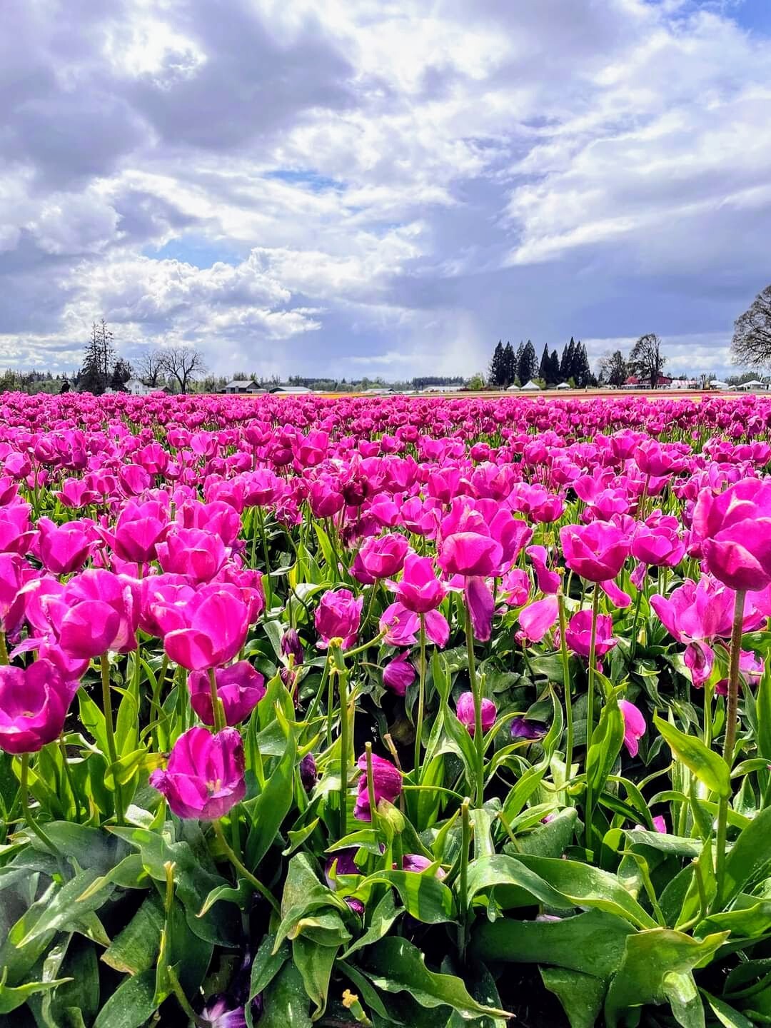 Woodburn tulip festival