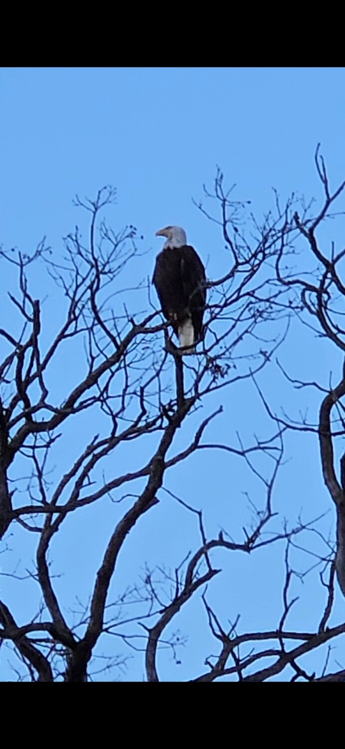 Bald Eagle