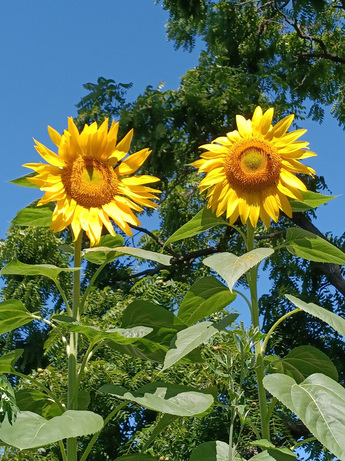 Sunflower morning