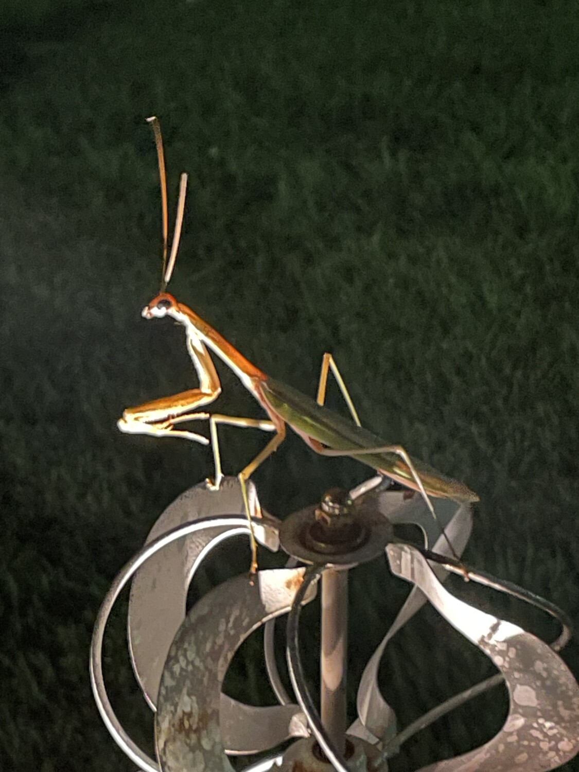 Praying Mantis Friend