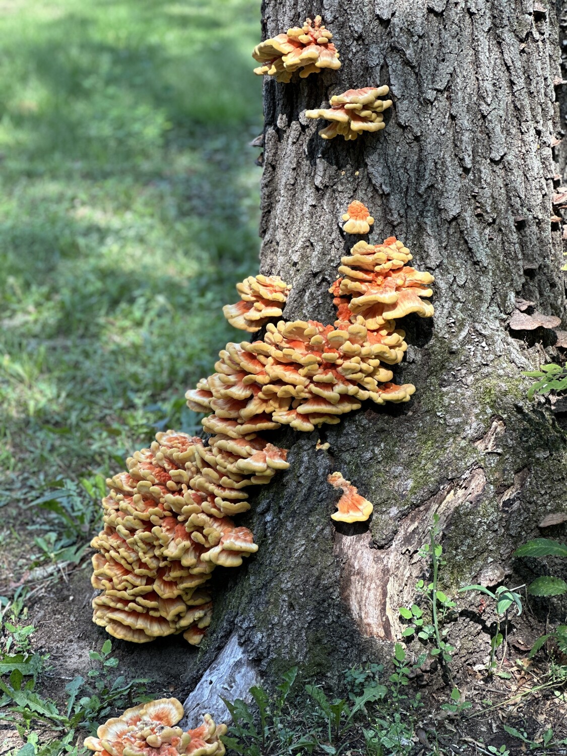 Chicken of the Woods