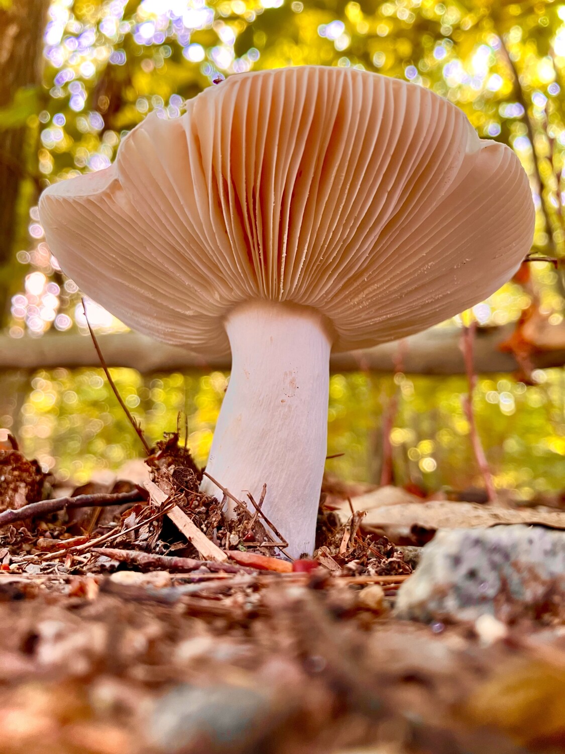 Wild New Hampshire mushroom