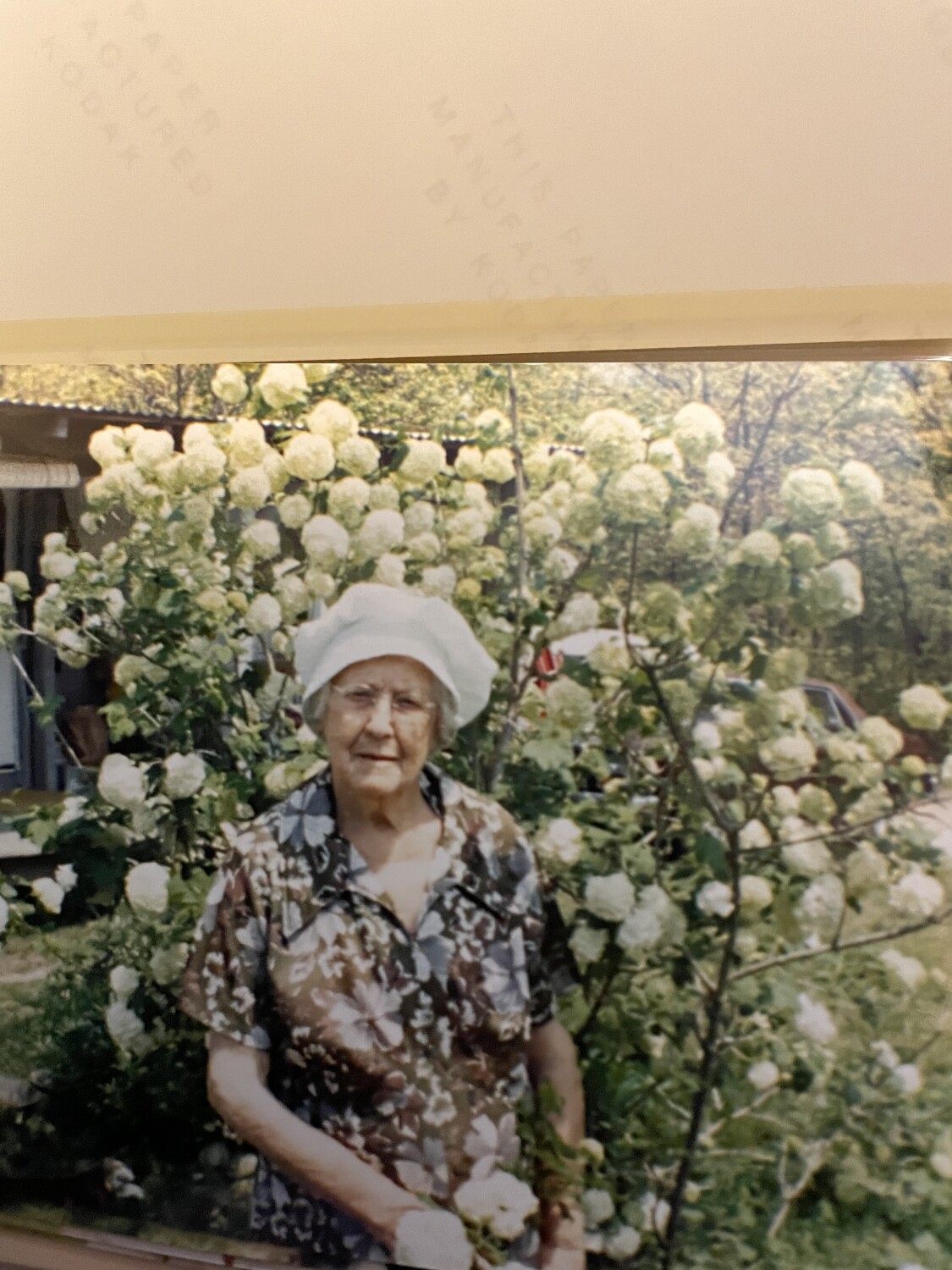 Grandma’s Snowball bush