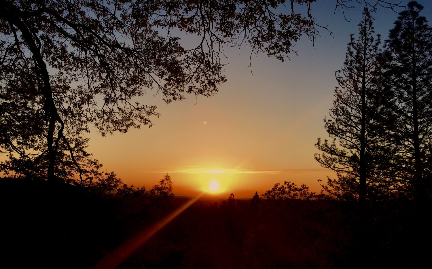 Ponderosa’s Golden View