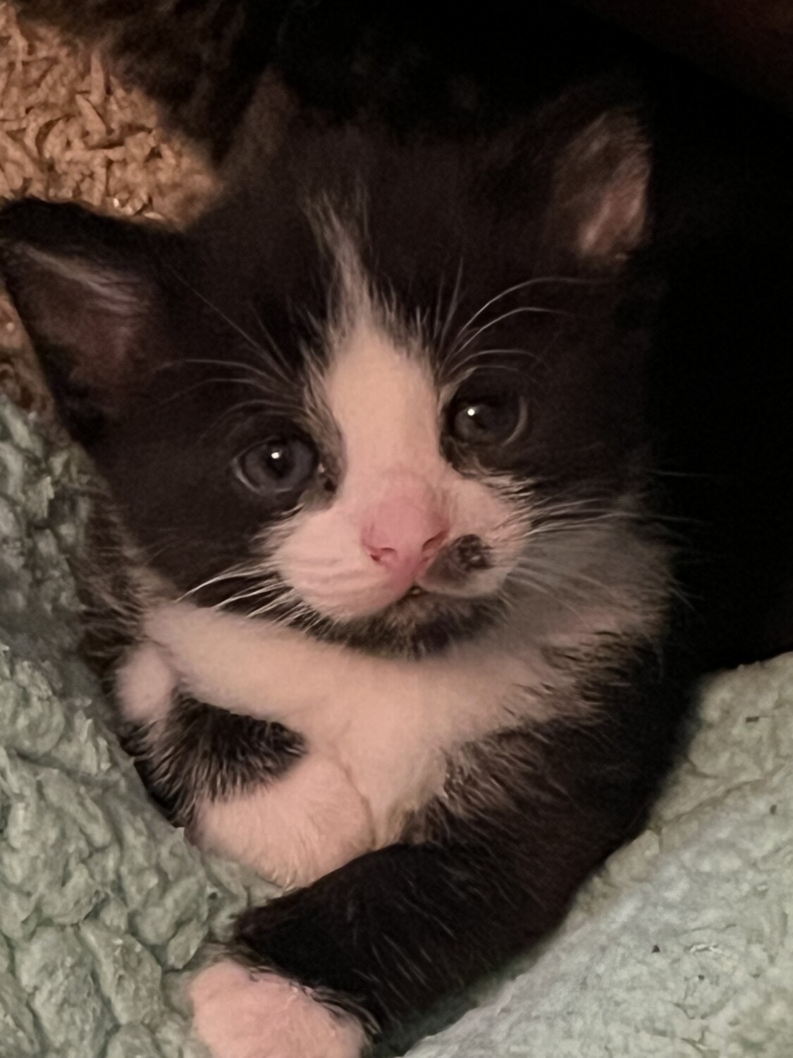 Good morning little angel!