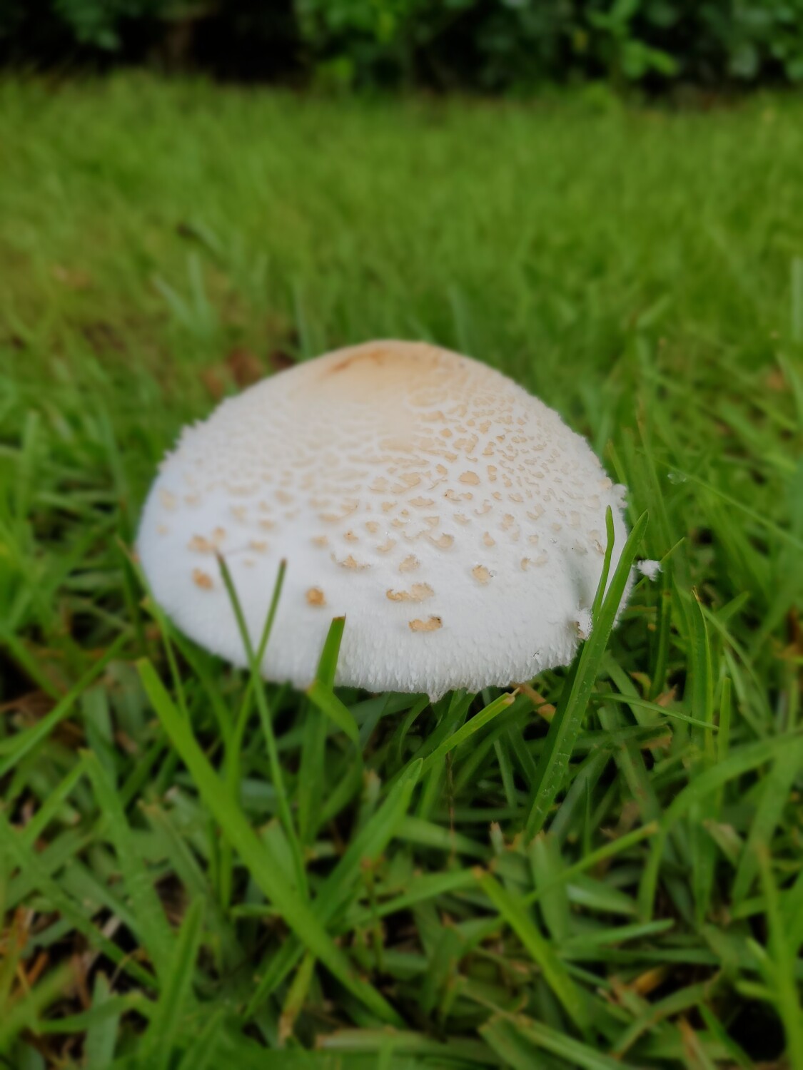 Backyard Mushroom